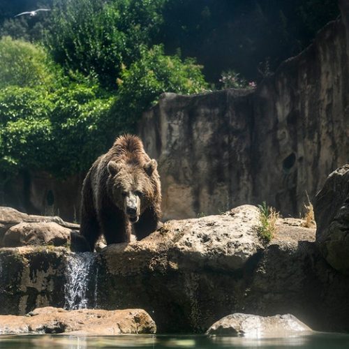 italian officials under scrutiny after killing brown bear deemed dangerous to humans