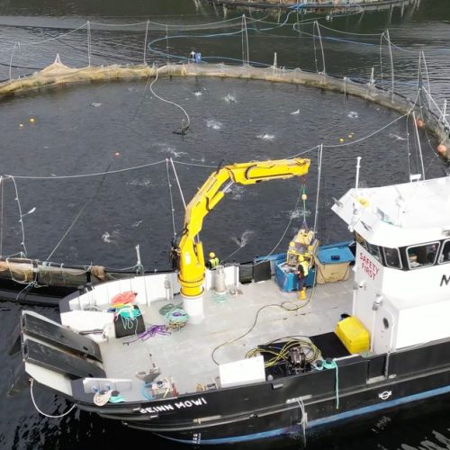 scots salmon farm facing government probe after drone footage shows fish left to suffocate