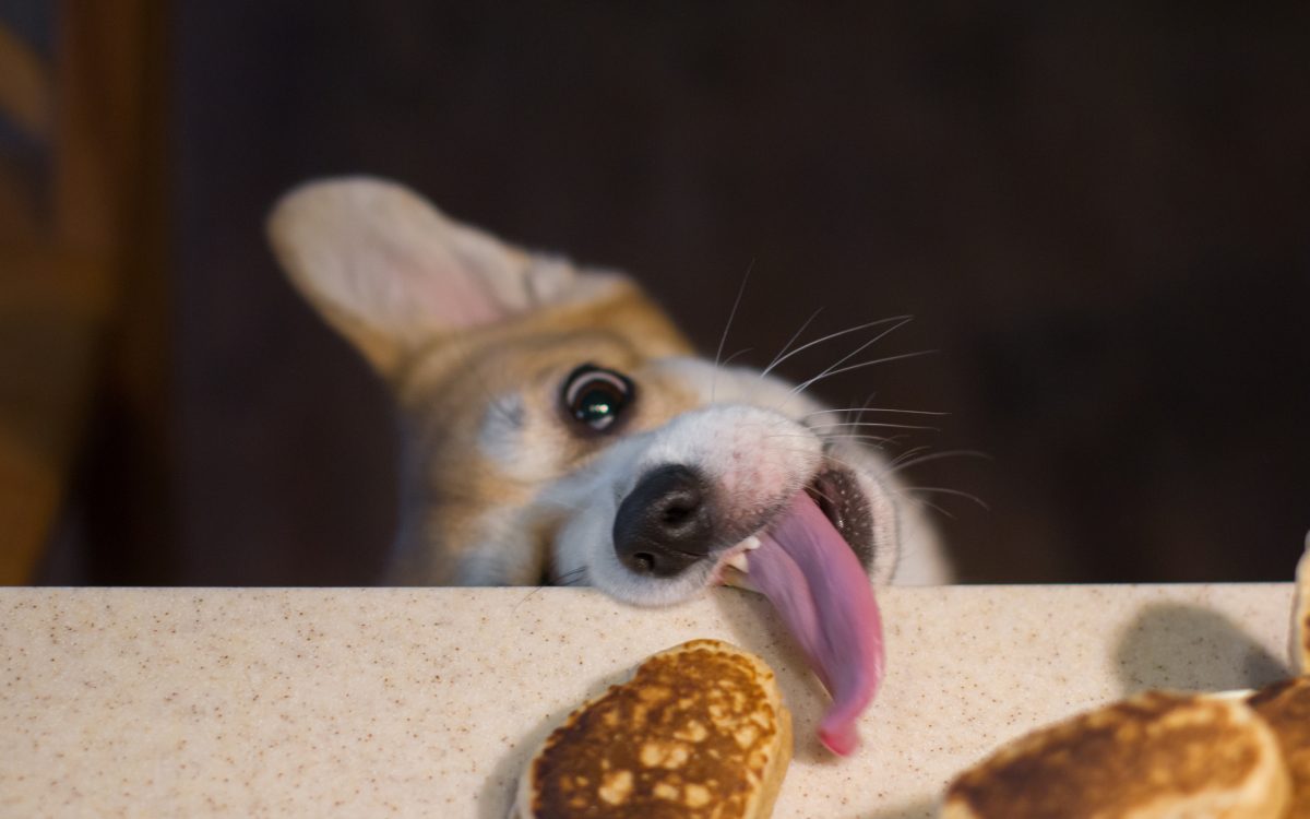 can dogs eat pancakes vet explains pancake day dangers