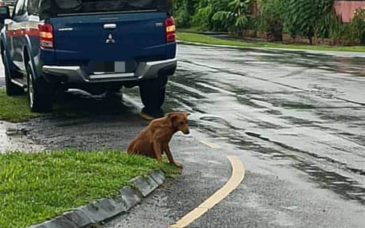 Rabies: One dog caught, another still on the loose following nine bite cases at Jalan Chawan-Jalan Wan Alwi