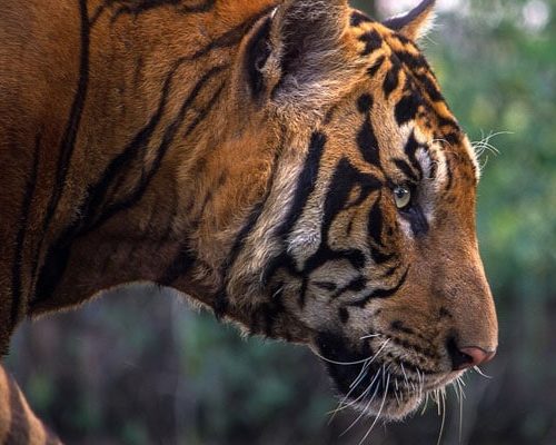 cambodia looks to import indian tigers to revive its big cat population
