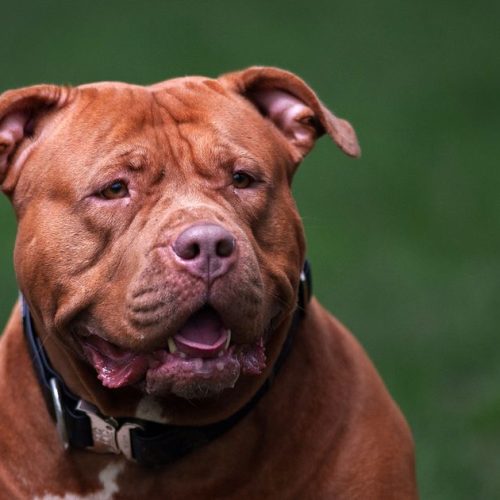 more than 50000 xl bully dogs live in the uk despite ban five times more than thought