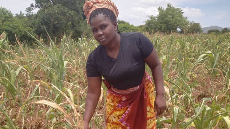 Maize output to decline—minister