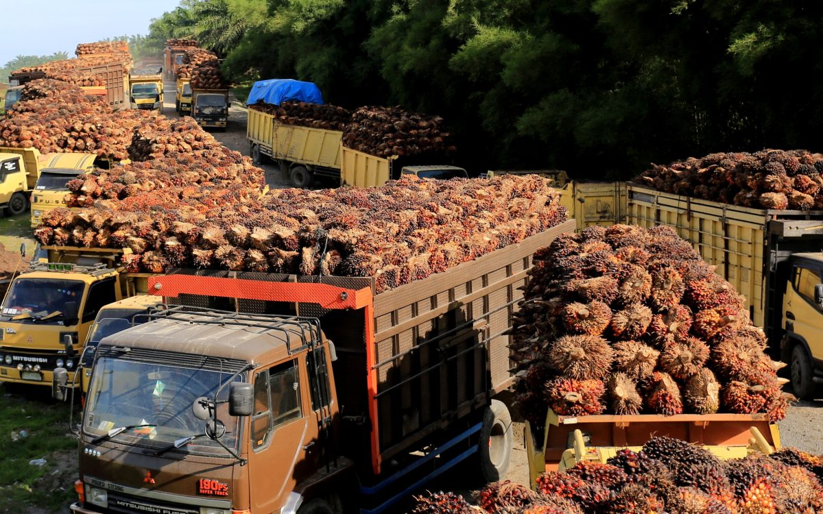 Indonesia palm oil firms warn of food security risks as biodiesel use rises